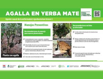 Imagen de Folleto Agalla Yerba Mate Mesa Sanitaria.pdf