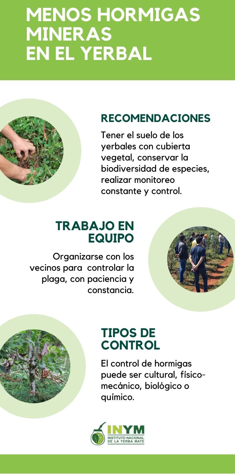 infografia menos hormigas en el yerbal