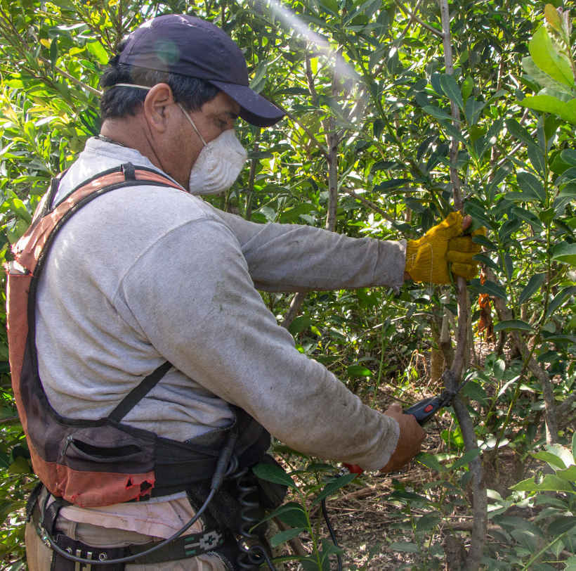hombre cosechando yerba mate argentina