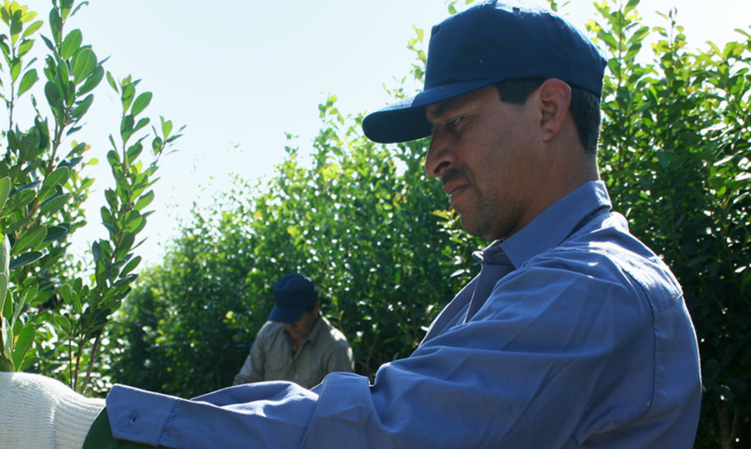 Imagen de Est&aacute;n disponibles 300 millones para el sector yerbatero