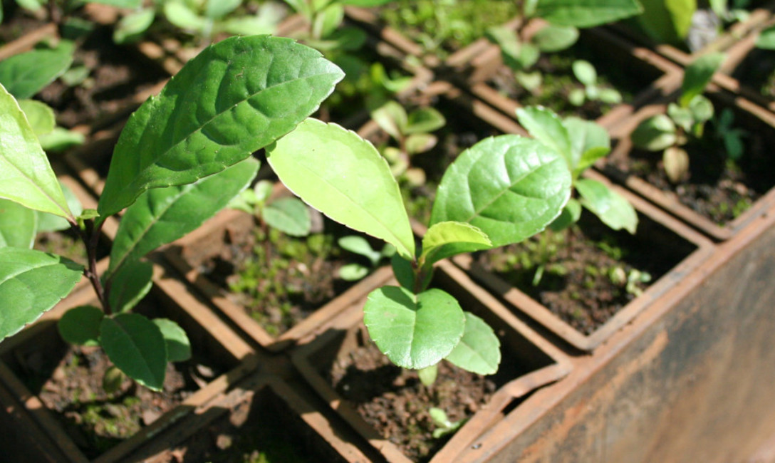 Imagen de Modernización y diversificación de la yerba mate, en Curitiba, Brasil Imagen de Modernización y diversificación de la yerba mate, en Curitiba, Brasil