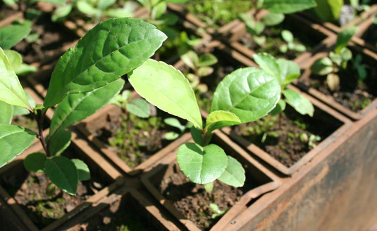 Imagen de Modernización y diversificación de la yerba mate, en Curitiba, Brasil
