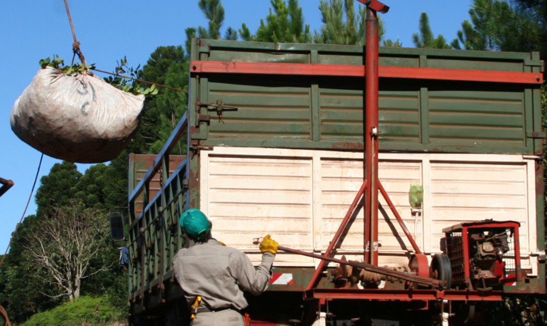Imagen de Guinches y carritos de arrastre de ra&iacute;dos