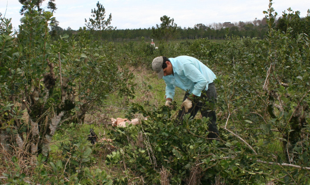 Imagen de Se prorrogó el plazo para actualizar datos de productores e inscribir yerbales Imagen de Se prorrogó el plazo para actualizar datos de productores e inscribir yerbales