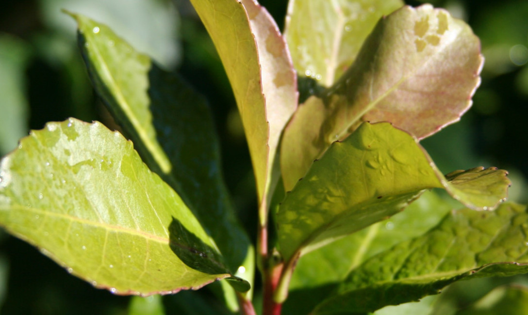 Imagen de El Plan Estratégico cumplirá cinco años con acciones que benefician a toda la cadena yerbatera Imagen de El Plan Estratégico cumplirá cinco años con acciones que benefician a toda la cadena yerbatera