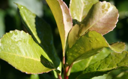 Imagen de El Plan Estratégico cumplirá cinco años  con acciones que benefician a toda la cadena yerbatera