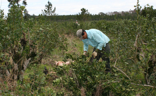 Imagen de Están vigentes nuevas normas para el control de la yerba mate