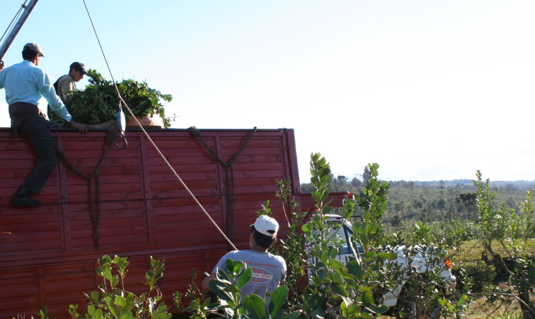 Imagen de Se desarrollan acciones para favorecer precio oficial