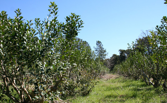 Imagen de El INYM se reúne el viernes con la Subsecretaría de Agricultura de la Nación