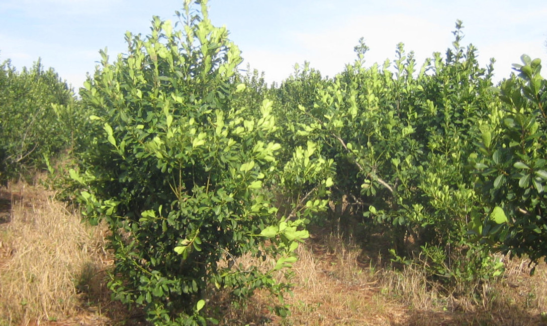 Imagen de El INYM impulsa medidas para equilibrar la oferta y demanda Imagen de El INYM impulsa medidas para equilibrar la oferta y demanda