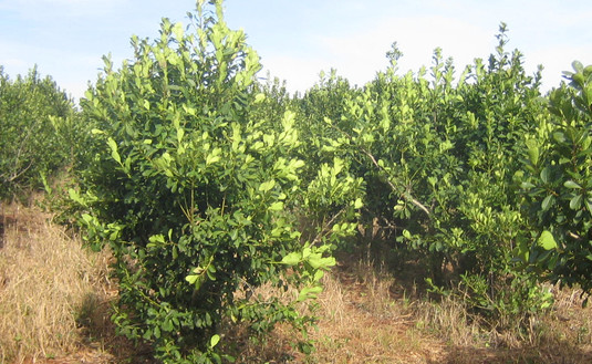 Imagen de El INYM impulsa medidas para equilibrar la oferta y demanda