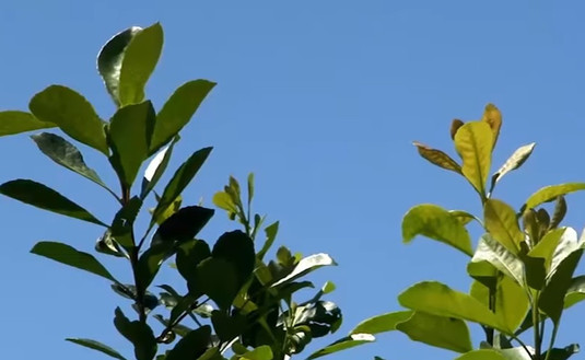 Imagen de El INYM envió a laudo la definición del precio para la materia prima