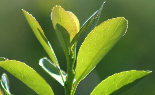 Imagen de Importante acuerdo con el sector yerbatero