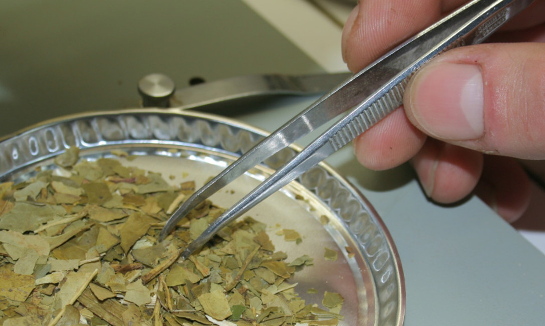 Imagen de Se aprobó un método más eficiente para el control de componentes en yerba elaborada Imagen de Se aprobó un método más eficiente para el control de componentes en yerba elaborada