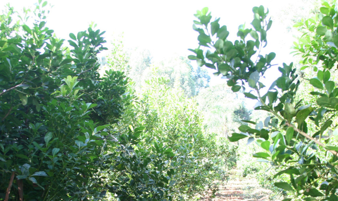 Imagen de Nuevos valores de la hoja verde y de la canchada