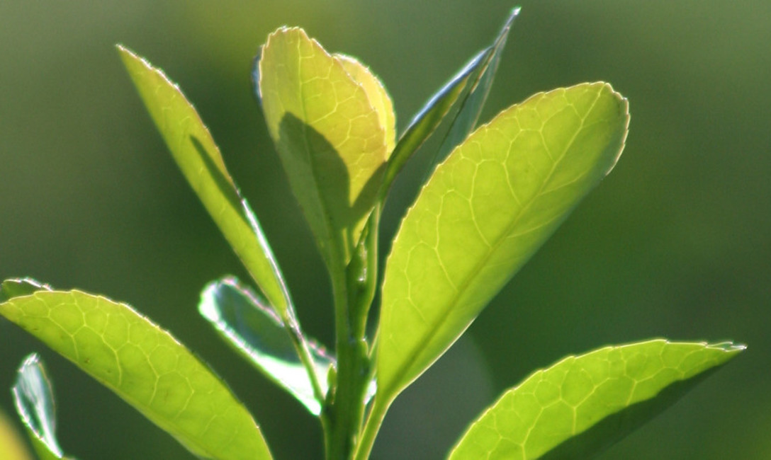 Imagen de El INYM convoca a entidades a registrarse y actualizar datos&nbsp;para elecci&oacute;n de Directores