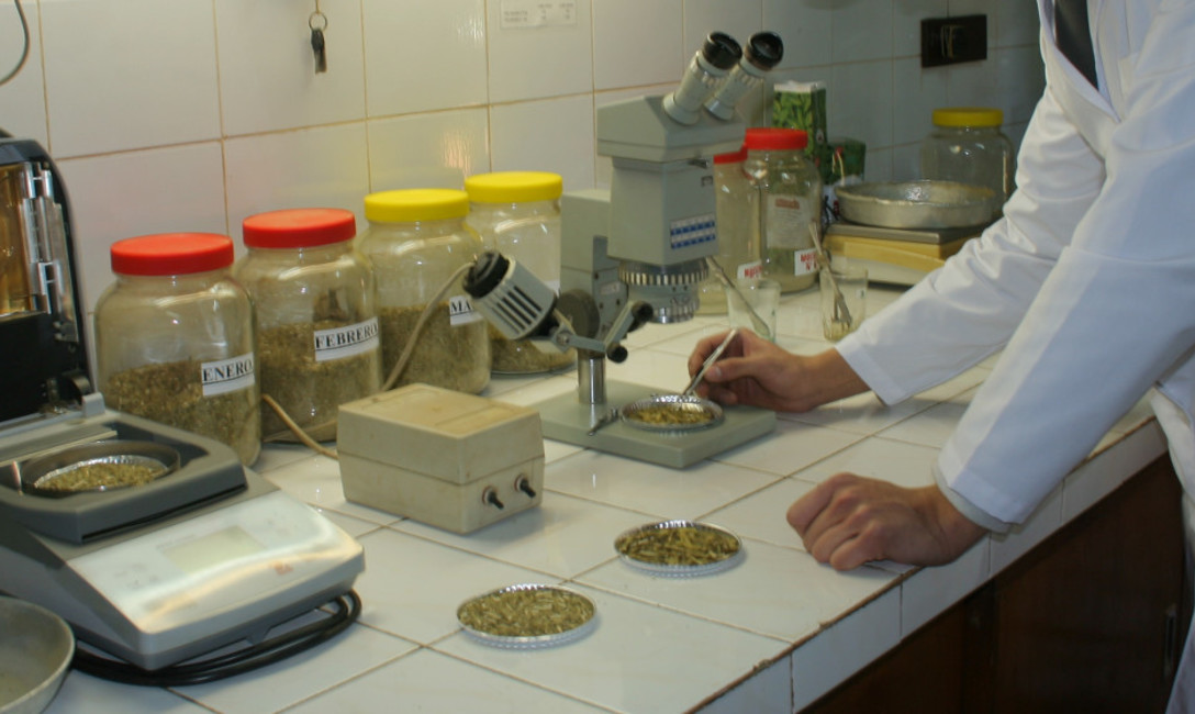 Imagen de Creamos la primer base de datos de yerba mate y salud del mundo