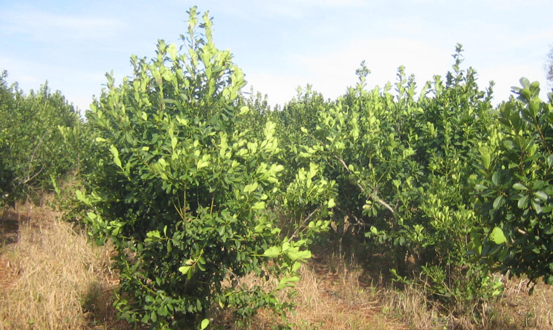 Imagen de Otros 4 lugares para inscribir yerbales y productores Imagen de Otros 4 lugares para inscribir yerbales y productores