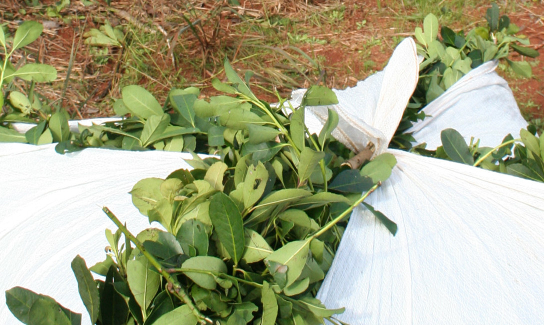 Imagen de Se pone en marcha el relevamiento de balanzas de pesaje de yerba mate Imagen de Se pone en marcha el relevamiento de balanzas de pesaje de yerba mate