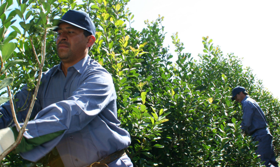 Imagen de Inscripción de productores y yerbales en Aurora Imagen de Inscripción de productores y yerbales en Aurora