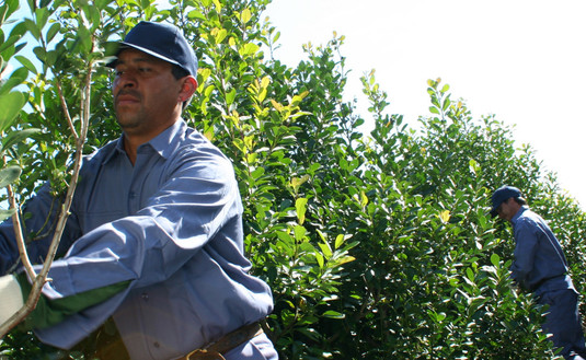 Imagen de Inscripción de productores y yerbales en Aurora