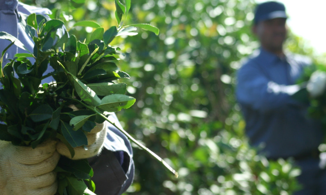 Imagen de Oficinas en San Pedro y Liebig para el registro de productores y de yerbales Imagen de Oficinas en San Pedro y Liebig para el registro de productores y de yerbales