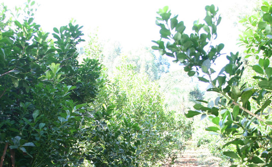 Imagen de  Registro de operadores y yerbales: Nueva oficina móvil en San Ignacio