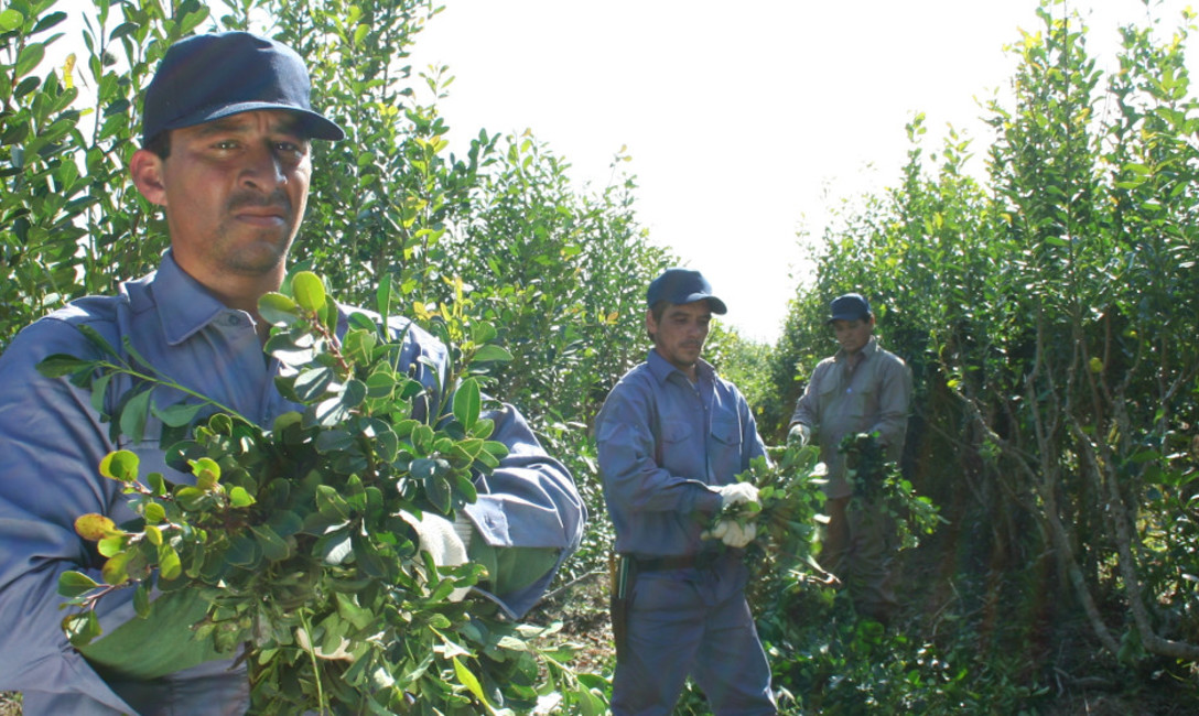 Imagen de Oficinas en San Ignacio, Santo Pipó y El Alcázar para el registro de productores y de yerbales Imagen de Oficinas en San Ignacio, Santo Pipó y El Alcázar para el registro de productores y de yerbales