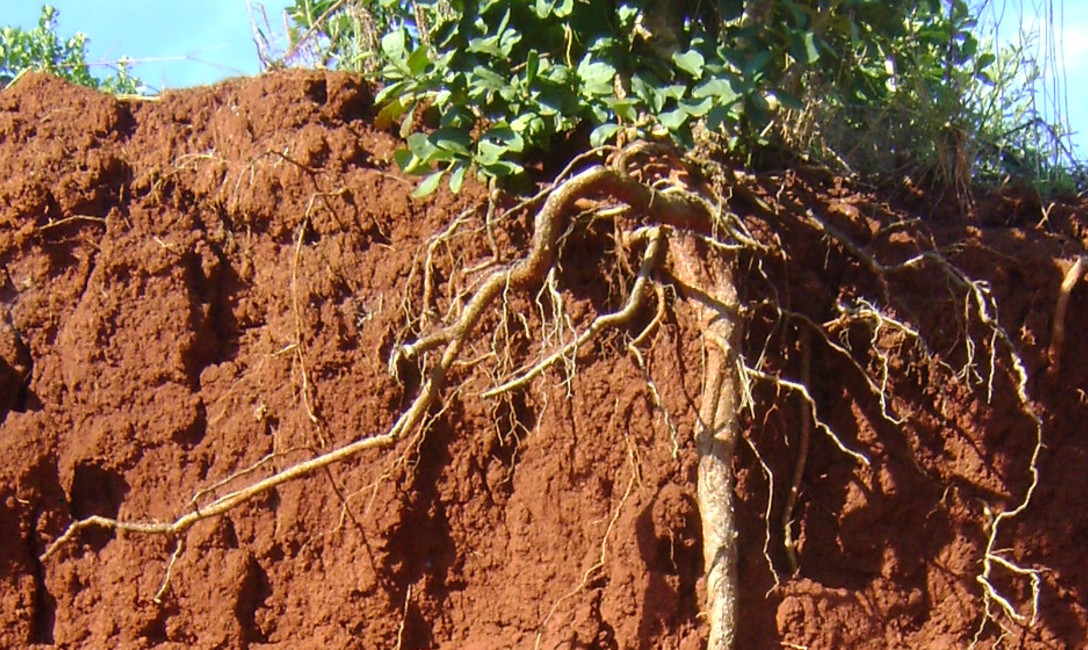 Imagen de Cuidar el suelo, una premisa permanente