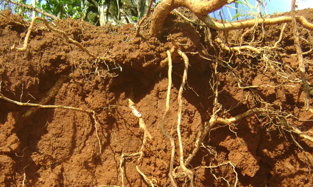 Imagen de Cuidemos el suelo en los yerbales Imagen de Cuidemos el suelo en los yerbales
