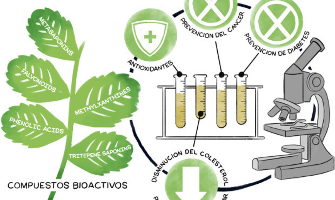 Imagen de Un video presenta al mundo la yerba mate argentina