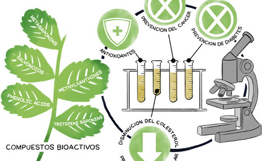 Imagen de Un video presenta al mundo la yerba mate argentina