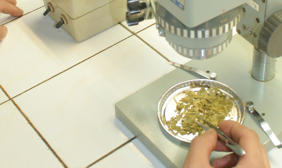 Imagen de Doce investigaciones cient&iacute;ficas a la Jornada de Yerba Mate y Salud