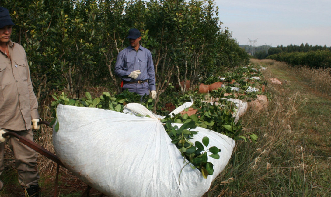 Imagen de Quedan pocas semanas para realizar la inscripci&oacute;n de productores y de yerbales