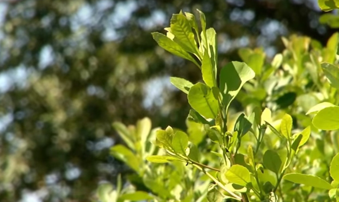 Imagen de A partir del lunes, contin&uacute;a relevamiento de b&aacute;sculas en establecimientos yerbateros