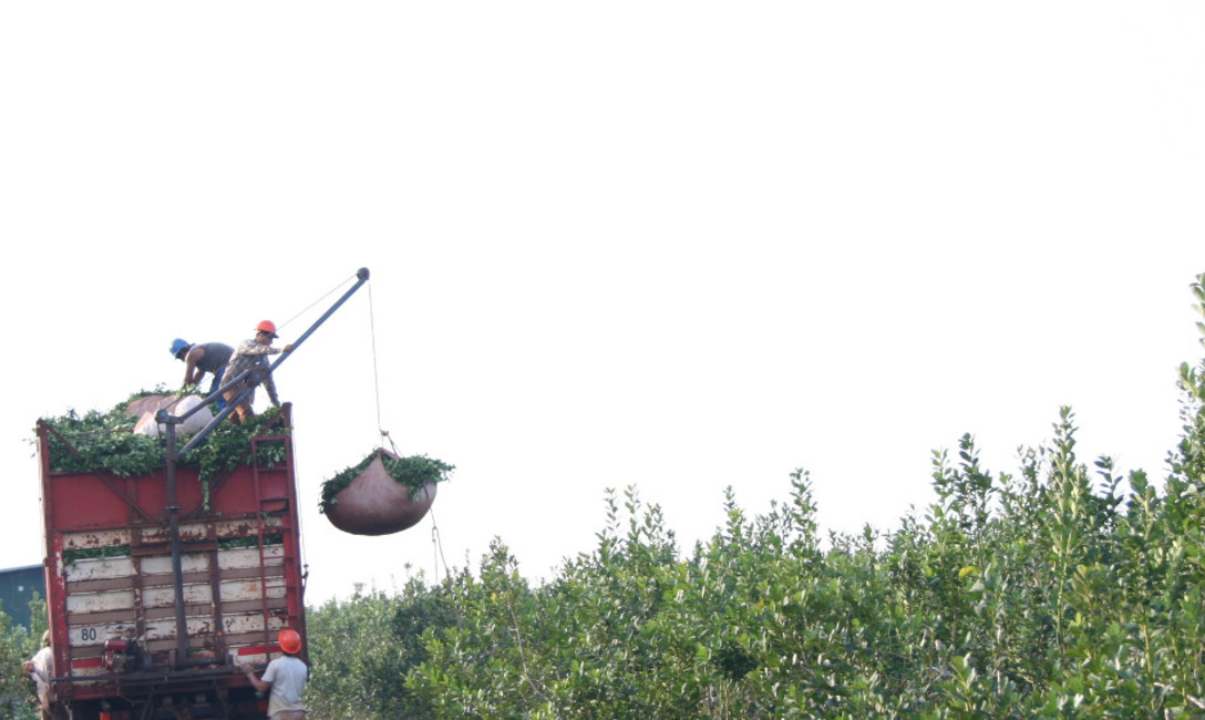 Imagen de Oficinas m&oacute;viles para inscribir a productores y yerbales en Jard&iacute;n, Santo Pip&oacute; y Ruiz de Montoya