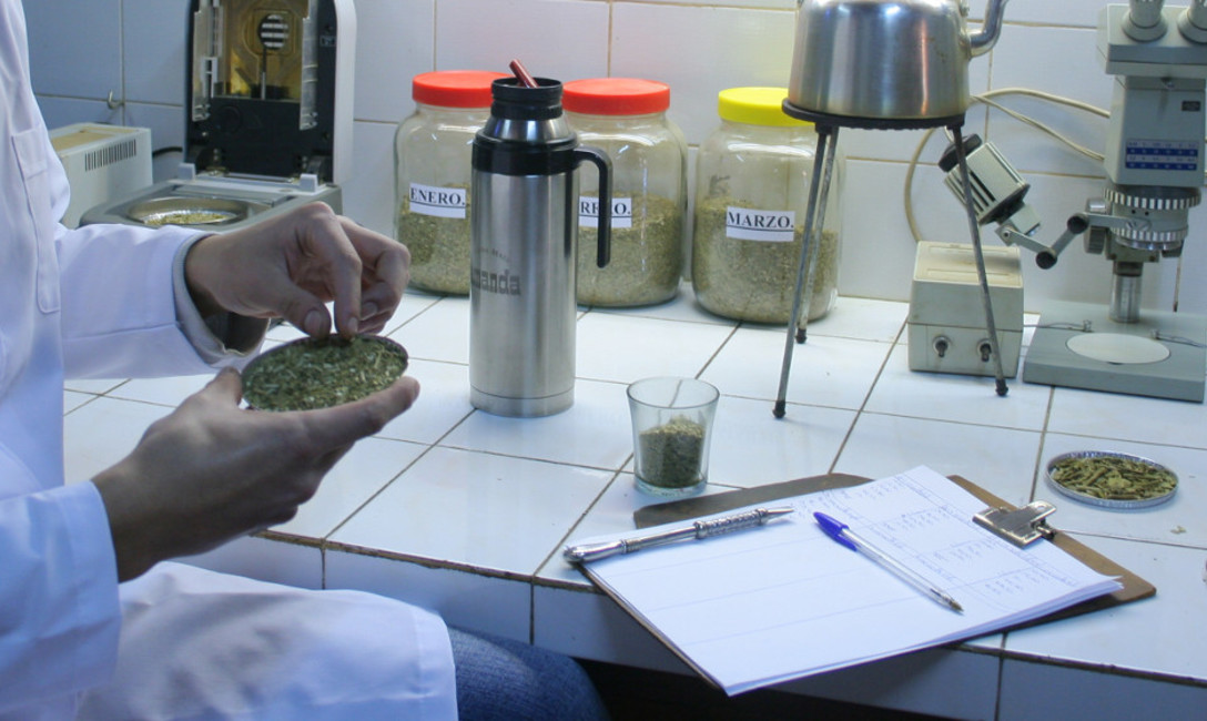 Imagen de Cada vez son m&aacute;s las investigaciones cient&iacute;ficas sobre yerba mate y salud ?