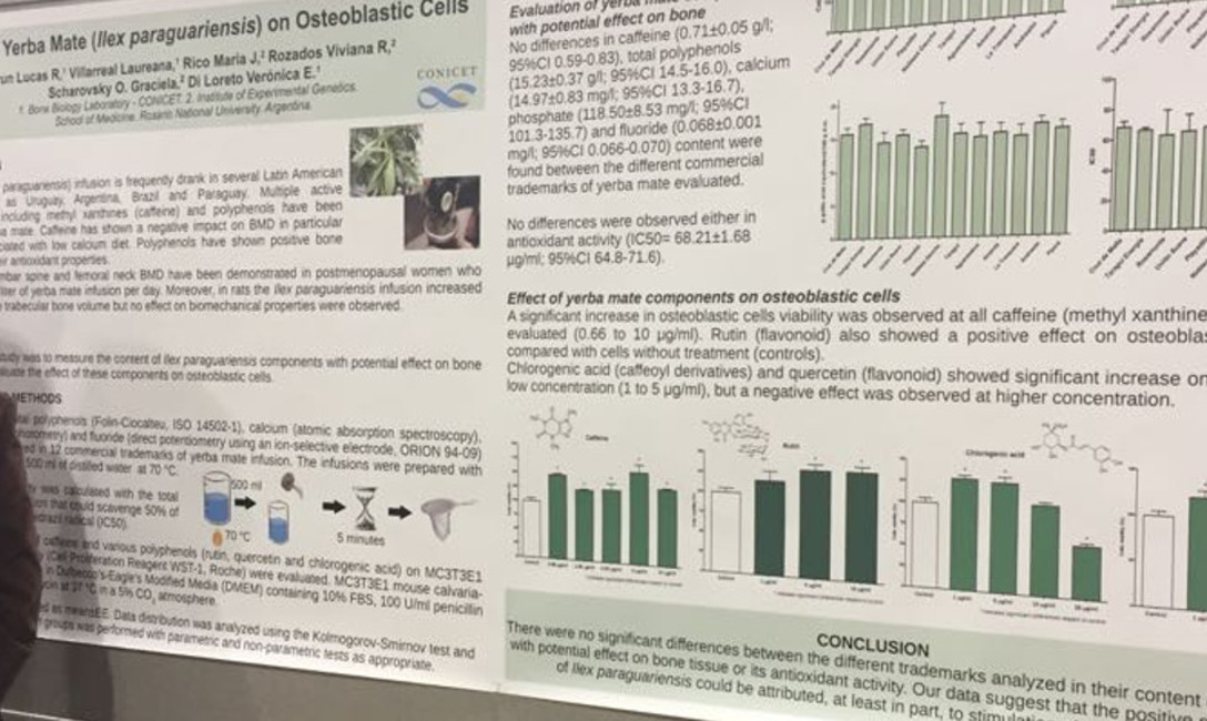 Imagen de El efecto de la yerba mate en los huesos, tema de un congreso en Estados Unidos