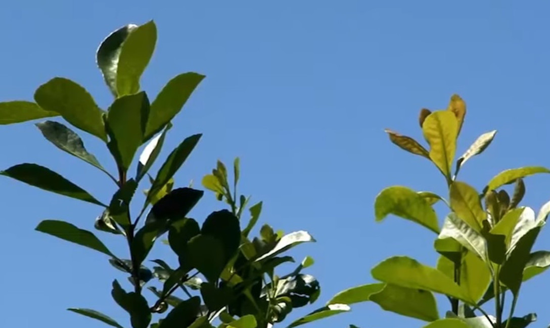 Imagen de Los operadores yerbateros en el Registro del Ministerio de Agroindustria
