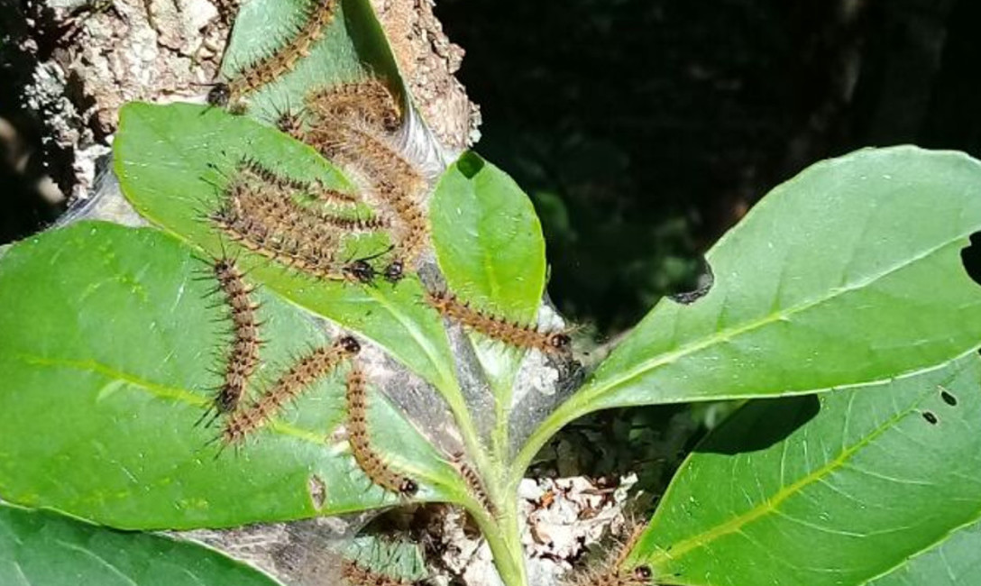 Imagen de Oruga  Patotera