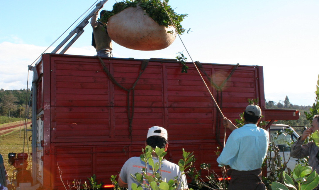 Imagen de Todo el transporte de hoja verde deber&aacute; contar con su remito correspondiente