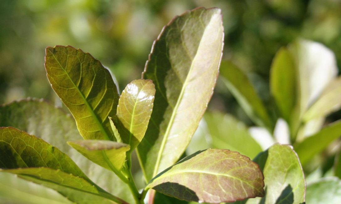 Imagen de El INYM decomisó yerba sin estampilla y clausuró otro secadero por trabajar sin autorización Imagen de El INYM decomisó yerba sin estampilla y clausuró otro secadero por trabajar sin autorización