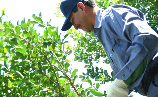 Imagen de El INYM entregará indumentaria para cosecheros