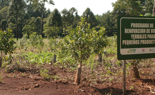 Imagen de Técnicos de Agroindustria, INYM e INTA evaluaron  el Programa de Renovación de Viejos Yerbales