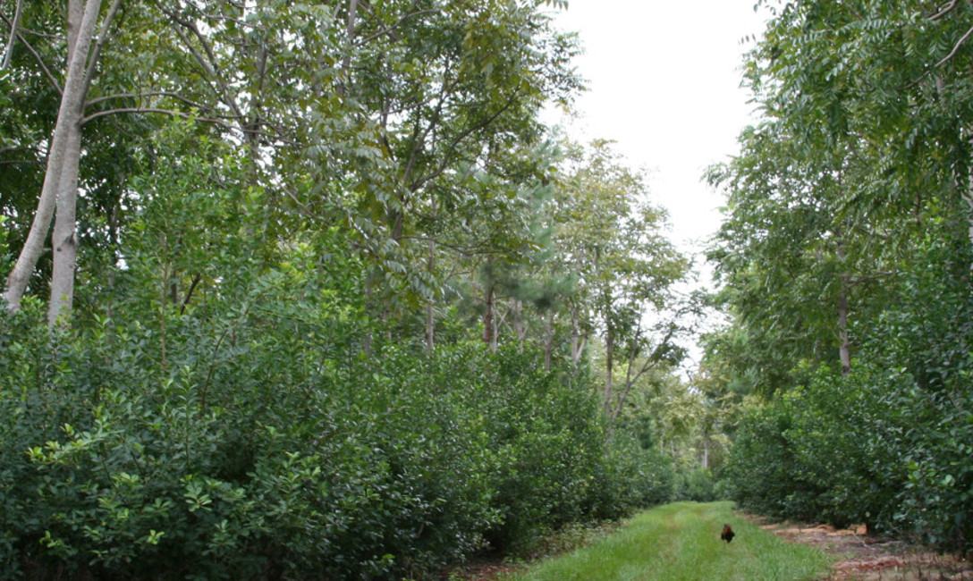 Imagen de El INYM otorgará el martes el reconocimiento Buen Productor Yerbatero Imagen de El INYM otorgará el martes el reconocimiento Buen Productor Yerbatero