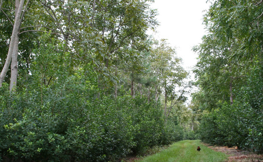 Imagen de El INYM otorgará el martes el  reconocimiento Buen Productor Yerbatero