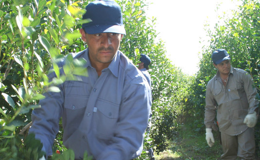 Imagen de Se confirmó la tendencia y el 2017 fue un año récord para la yerba mate