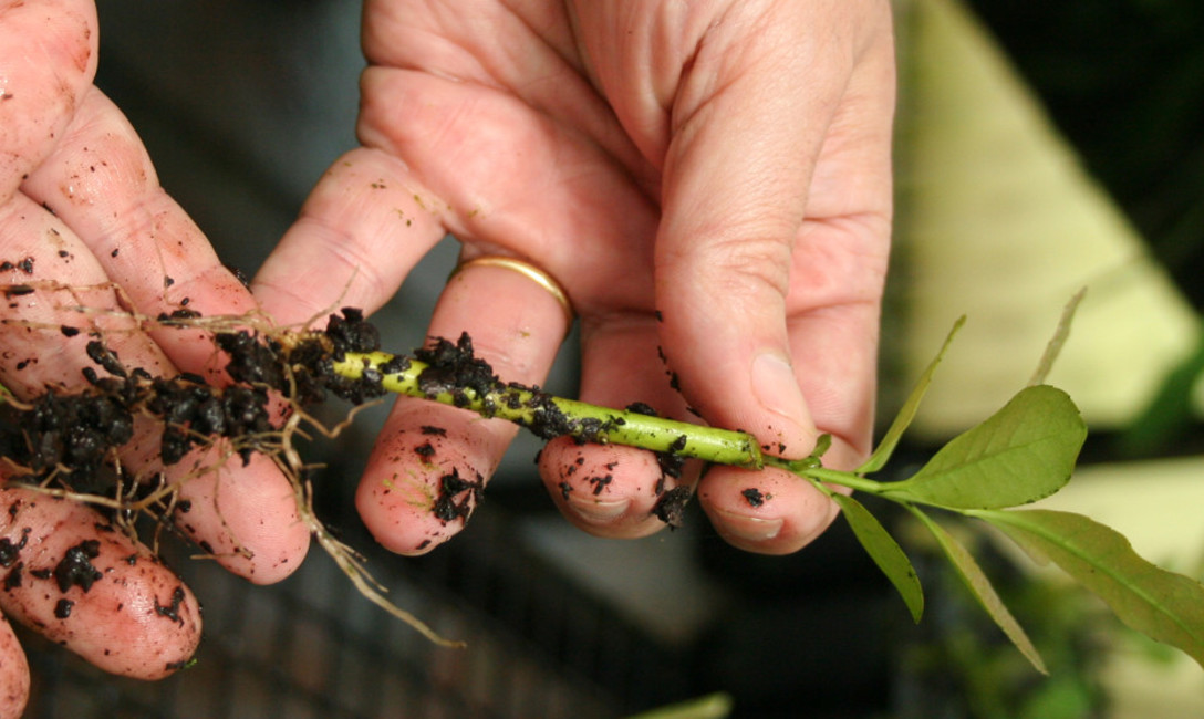 Imagen de El plan estratégico para la yerba mate cumple cinco años Imagen de El plan estratégico para la yerba mate cumple cinco años
