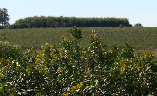 Imagen de El martes continuará la sesión de precios 