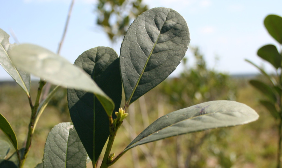 Imagen de Precio de la yerba mate serà resuelto por laudo Imagen de Precio de la yerba mate serà resuelto por laudo